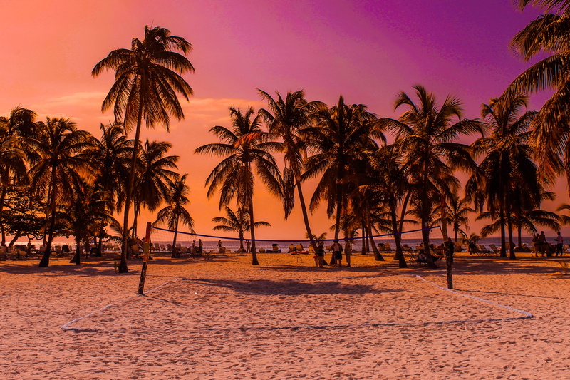 plant, sunset, bank, landscape, palm trees, tranquil scene, tranquility, travel destinations, beach, gray, water, coconut, outdoors, bacardi island, trees