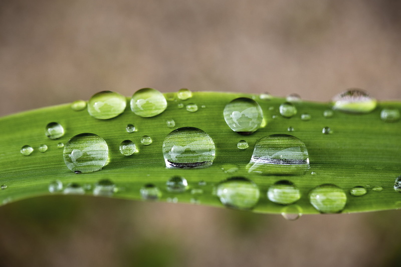 water, Canon  6D, droplets, Natural Light, rain, Canon EF, Drops, f2, Hand Held, Vivid, Leaf, CS6, 1080P, Lightroom, Green, close up, close, photo, Canon 6D