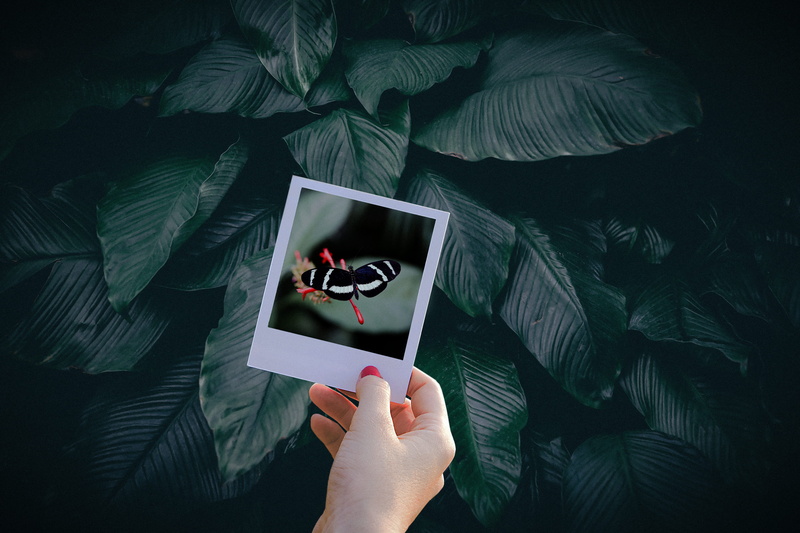 legend of zelda, plants, lifestyles, finger, human hand, plant, body part, graphics, firefly, insect, technology, black, photo, human, tropic, text, hand