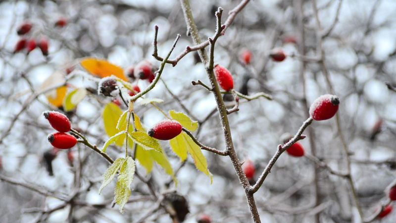 winter, hoarfrost, frost, 4K