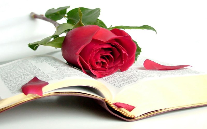 petal, white, plant part, flowering plant, open book, backgrounds, publication, plant, anniversary, valentines Day - Holiday, single Flower, leaf, beauty in nature