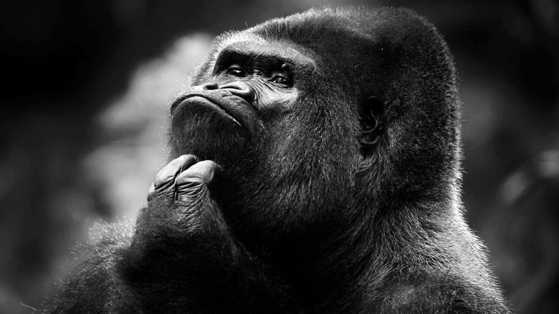 thinking, ape, looking, portrait, people, vertebrate, mammal, one animal, gray, monochrome, gorilla, animal body part, black, animals in the wild, primate