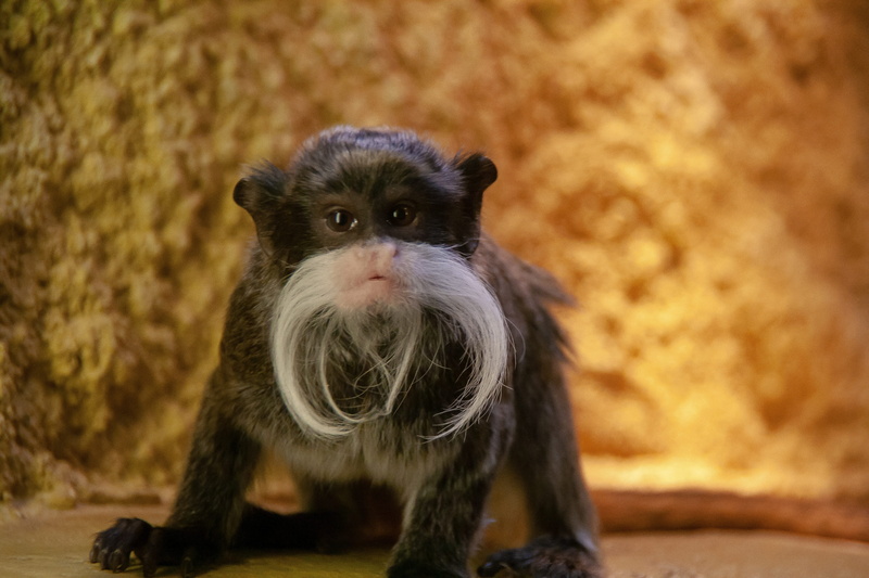 background, animal hair, portrait, vertebrate, animal body part, mammal, one animal, monkey, sitting, whisker, pets, domestic, close-up, cute, wild, young animal