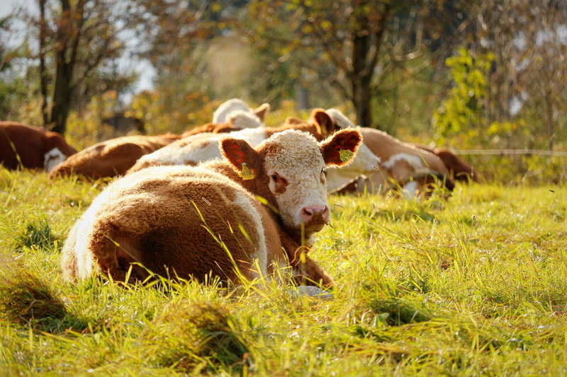 animal wildlife, cows, graze, mountain, land, outdoors, agriculture, pasture, nature, meat, beef, domestic animals, grass, meadow, day, herbivorous, plant