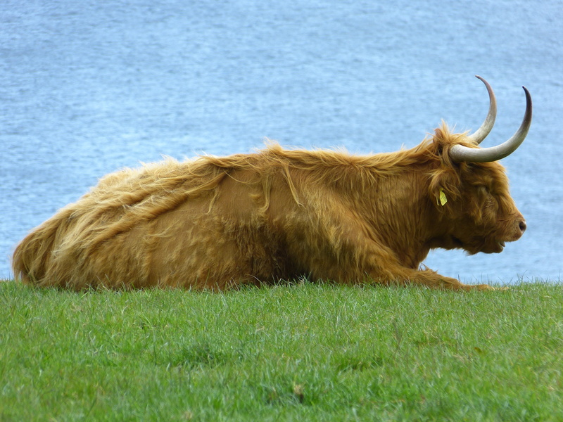 domestic cattle, horned, highland cattle, pets, no people, domestic animals, cow, animal themes, animal, cattle, 4K, one animal, nature, domestic, animal wildlife