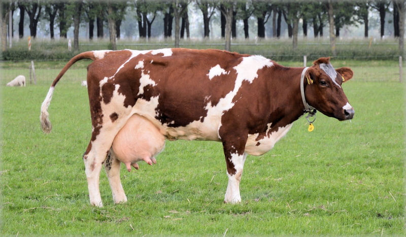 cow, farming, daytime, photography, graze, ranch, grass, green color, pets, 1080P, farm, herbivorous, field, countryside, nature, brown, mammal, milk
