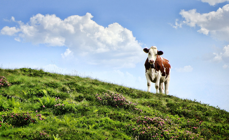 livestock, animal themes, plant, field, daytime, cloud - sky, green color, mountains, landscape, animal, outdoors, environment, 4K, ruminant, herbivorous