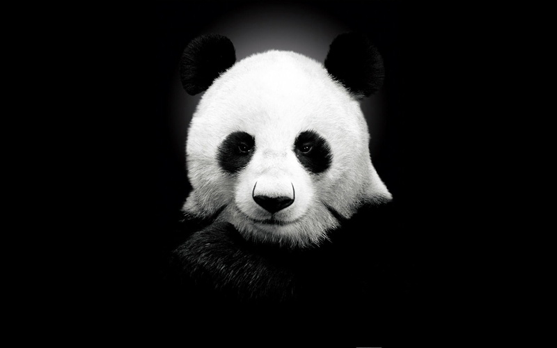 1080P, panda, bear