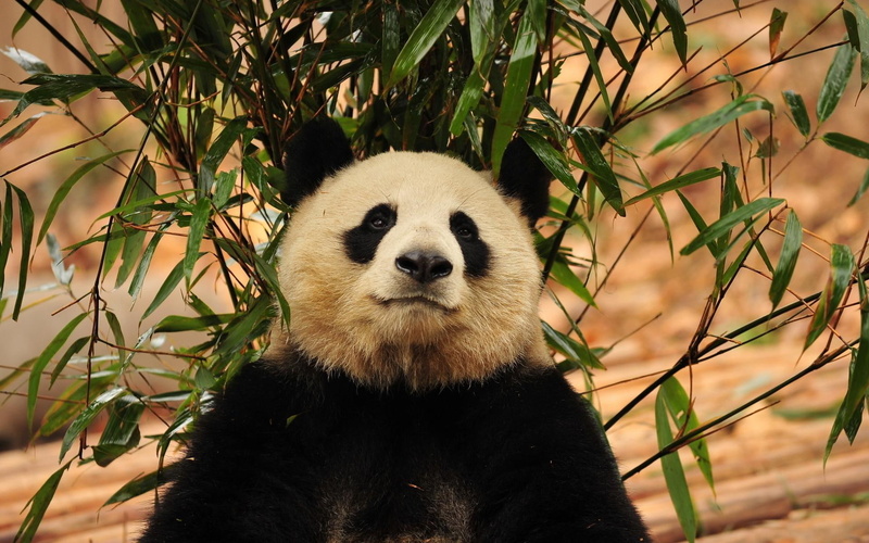panda bear, bear, animal, panda, animals, 1920x1200, 1080P