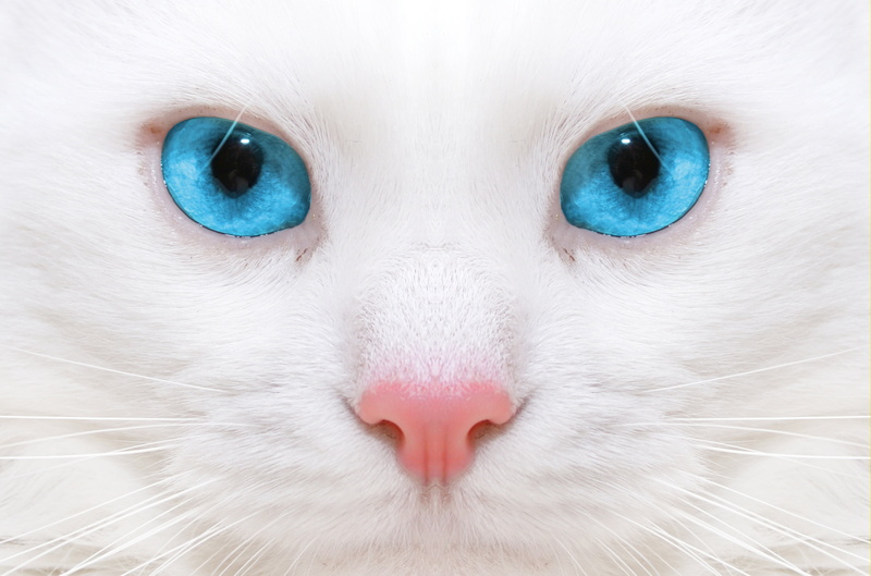 no people, pets, cute, white, beautiful, domestic, close-up, vertebrate, fur, looking, whisker, animal, cat, domestic Animals, young Animal, animal Hair