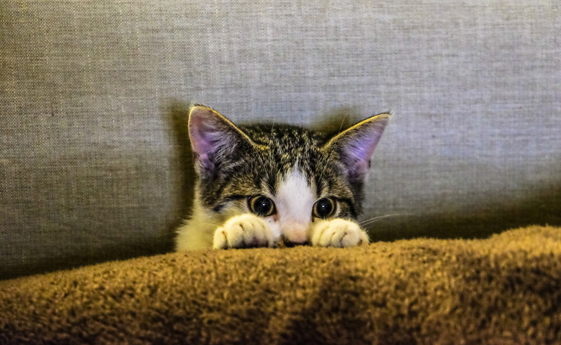domestic cat, pet, brown, kitten, black, domestic, animal eye, day, one animal, animal photography, whisker, looking at camera, cat, tabby, close-up, vertebrate