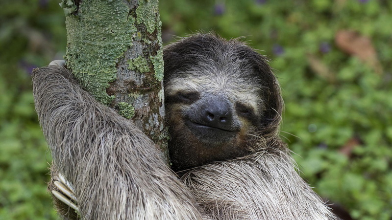 Smile, Animal, 1080P, Sloth