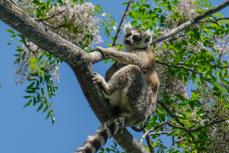 day, plant, nature, tree, leaf, vertebrate, wildlife, 4K, zoo, bear, branch, one animal, koala, no people, mammal, animals in the wild, animal wildlife