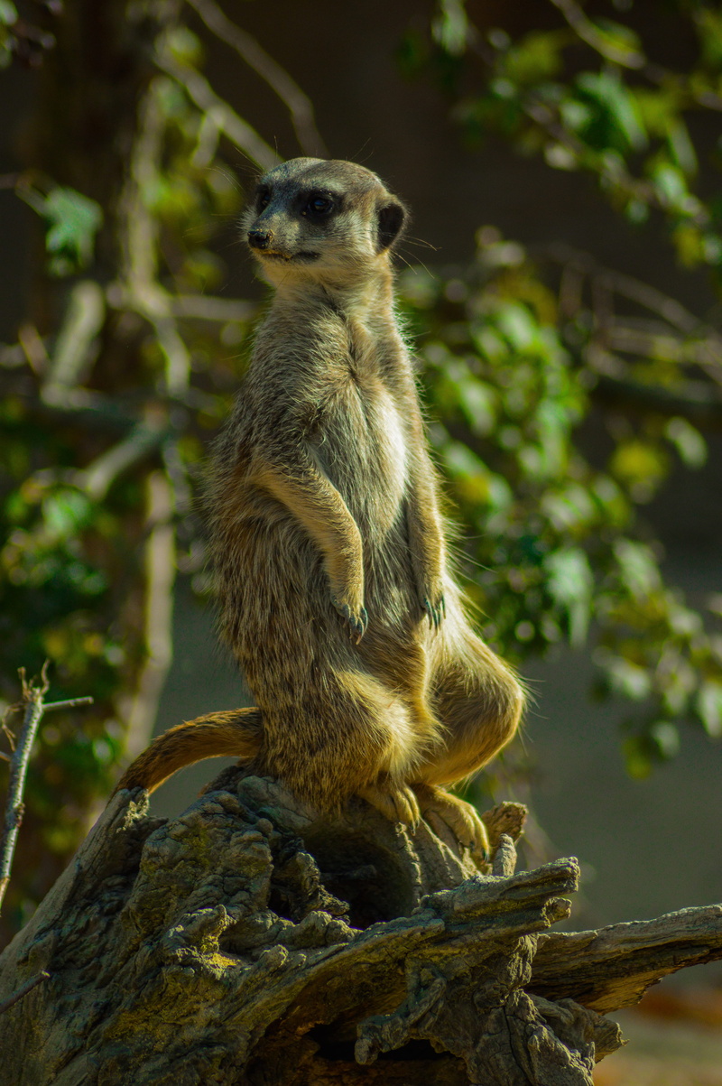 llama, tree, squirrel, 5K, three-toed sloth, day, kangaroo, lemur, animal, animal wildlife, nature, rodent, elephant, vertebrate, outdoors, focus on foreground