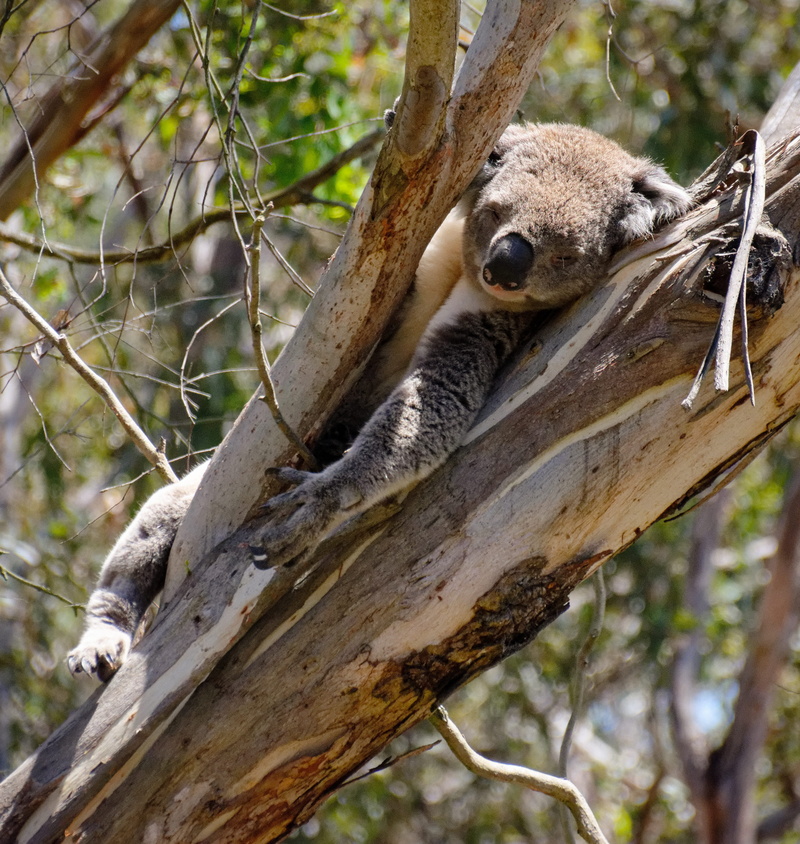 nature, branch, outdoors, animal, looking, day, one animal, looking away, mammal, bear, no people, australia, animals in the wild, tree trunk, phillip island