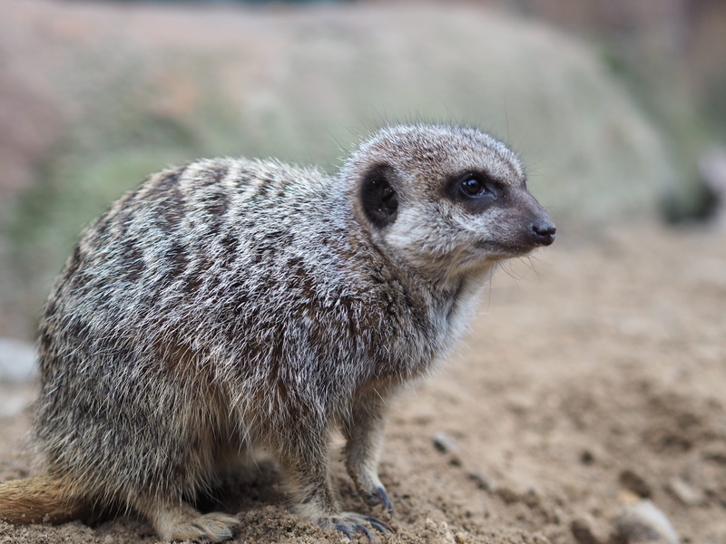 ostrich, meerkat, badger, three-toed sloth, land, longleat, bird, soil, nature, worm, meercat, gray, vertebrate, simple, outdoors, no people, standing