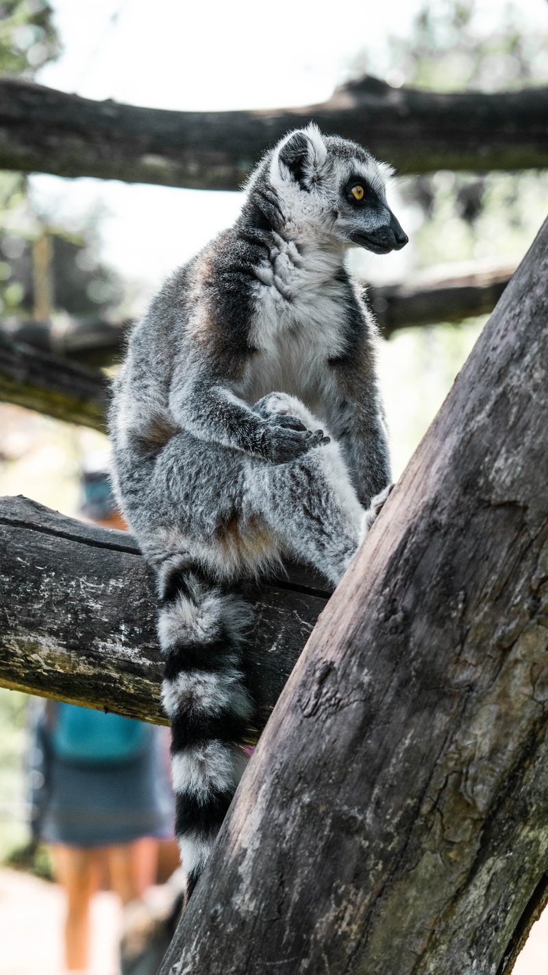 llama, daytime, saint-cross park, tree, hyena, human, plant, 5K, mammal, zoo, branch, koala, meerkat, looking, no people, outdoors, animal wildlife, vertebrate