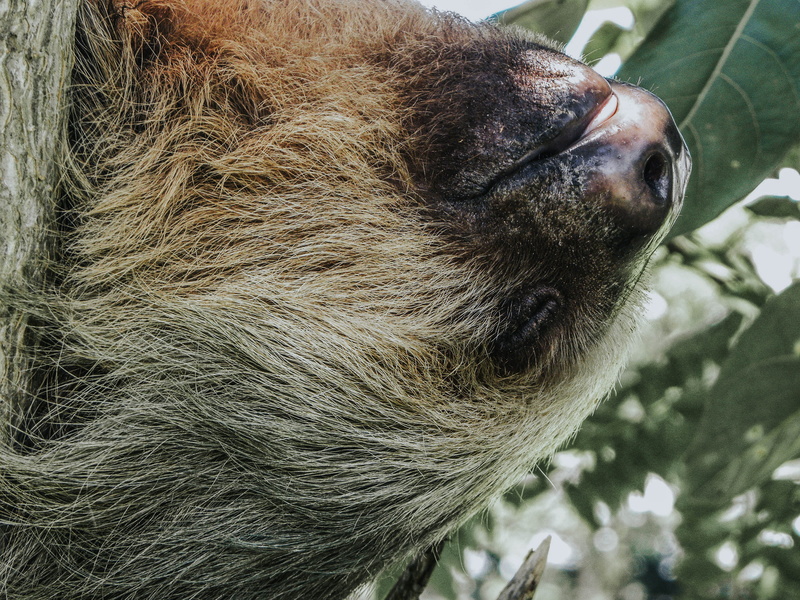 animal body part, day, boar, deer, coated, herbivorous, wildlife, head, monkey, pig, mammal, brown, hog, arrow, vertebrate, gray, outdoors, focus on foreground