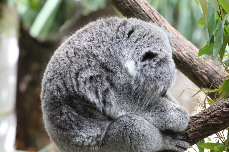 panther, lemur, wilderness, gray, outdoors, animals in the wild, koala, nature, rhino, close-up, tree, resting, branch, animal wildlife, 5K, day, leopard