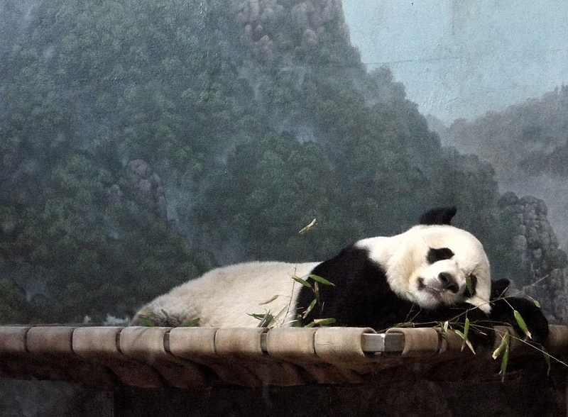 animal, head, wildlife, zoo, jaguar, food, giant panda, panther, mammal, deer, cheetah, meerkat, sleeping, eating, no people, animal wildlife, outdoors