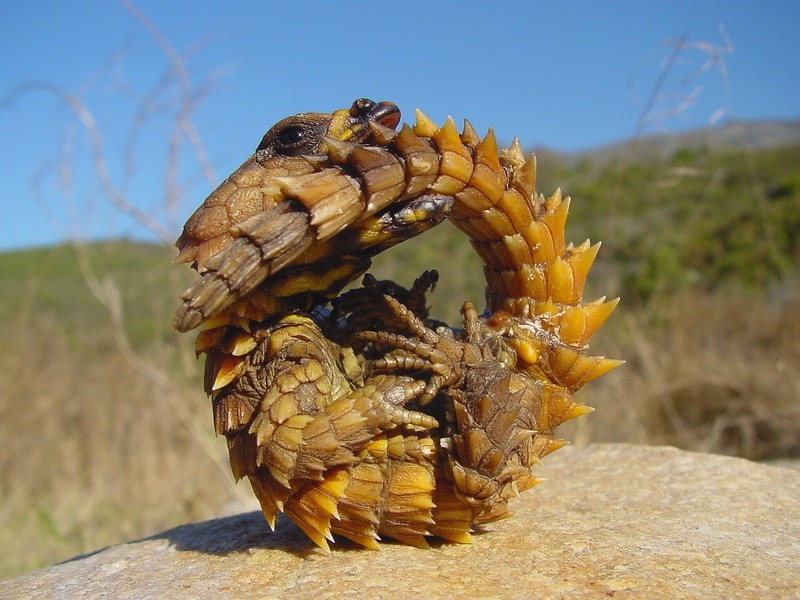 reptiles, nature, x, wtf, curious, entertainment, art, 720P, funny, hd
