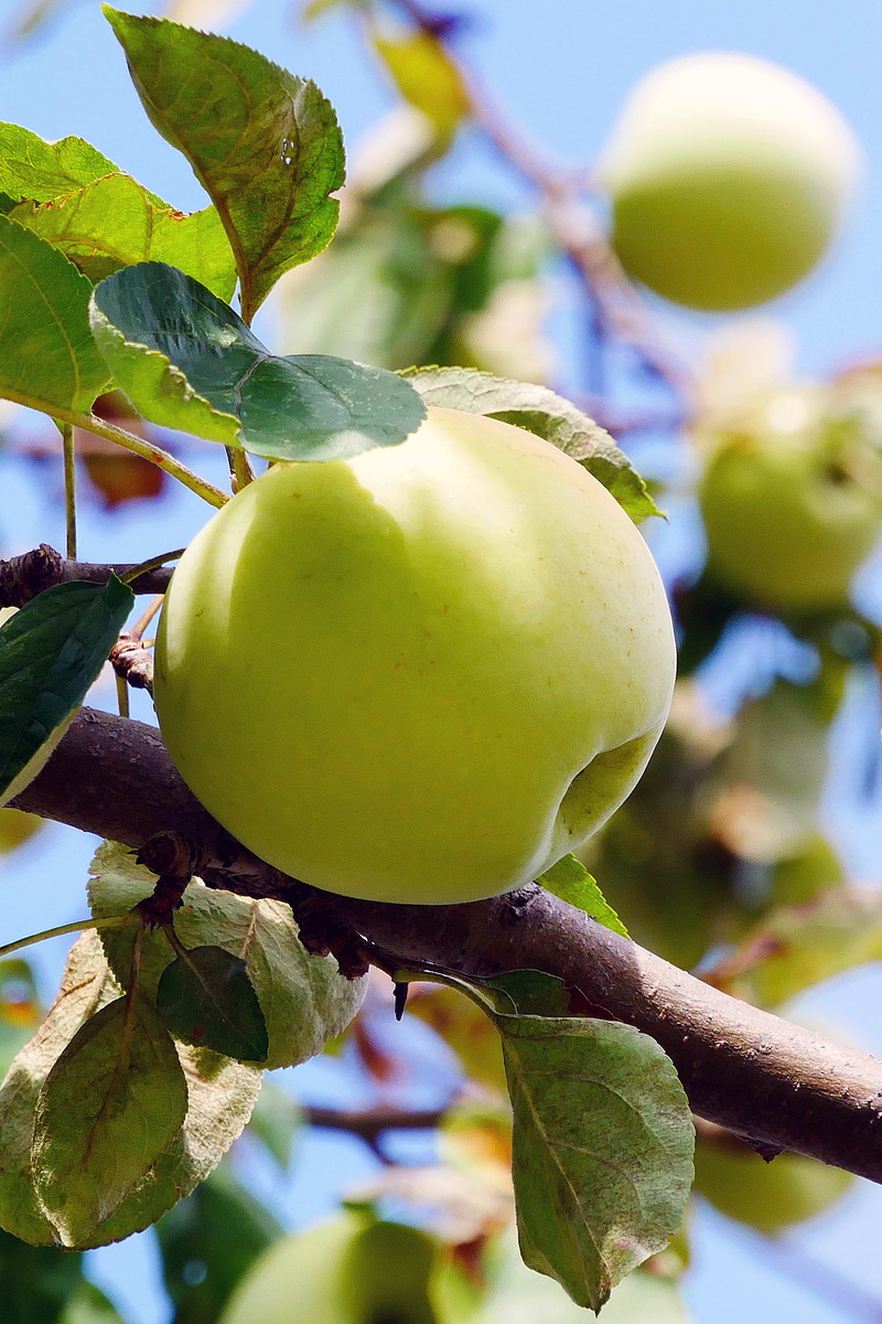 wellbeing, yellow apple, apple images, plant part, food, ripe, types of gree apples, apple tree, food and drink, wild, growth, focus on foreground, fruit