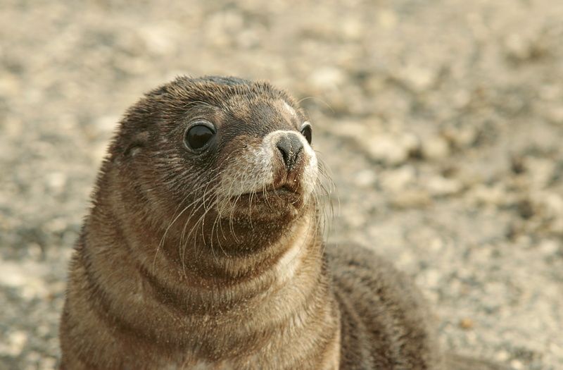 day, focus on foreground, seal, portrait, vertebrate, animal body part, meerkat, close-up, looking at camera, whisker, sand, bird, nature, sea lion, land