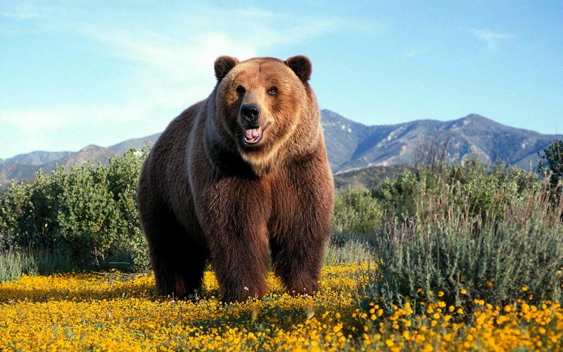 bear, 1080P, wild, animals, grizzly, amazing