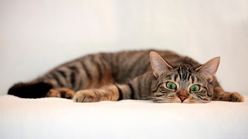 cat, animals, catling, cat eyes, cute, lie, funny, sweet, 1080P