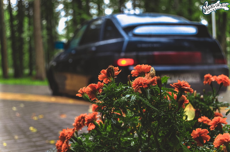 BPAN, road, red, machine, VAZ, 40rus, flowering plant, beauty in nature, transportation, flower, focus on foreground, land vehicle, mode of transportation