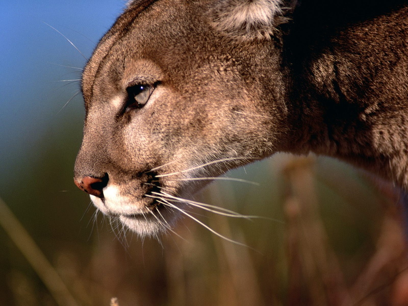 mountain lion, power, calm, king, mountain, lion, 720P