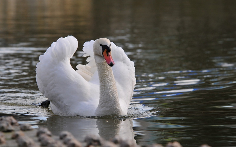 animal, water Bird, feathers, feather, vertebrate, cute, elegance, grace, love, river, lake, white color, swan, water, no people, outdoors, animal Neck