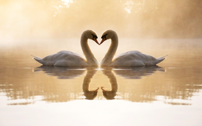 white, swan, loving, couple, animals and birds, 1080P, swans