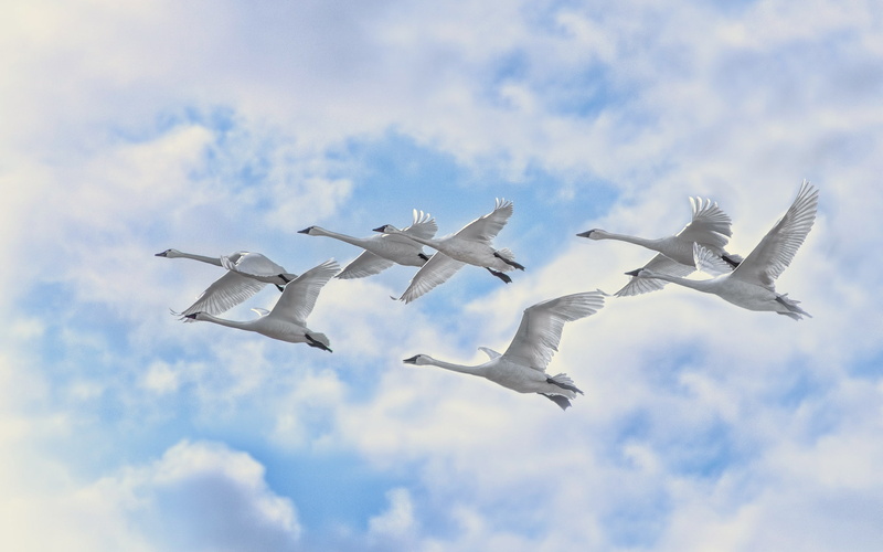 swans, flight, 1080P, sky, white, flying