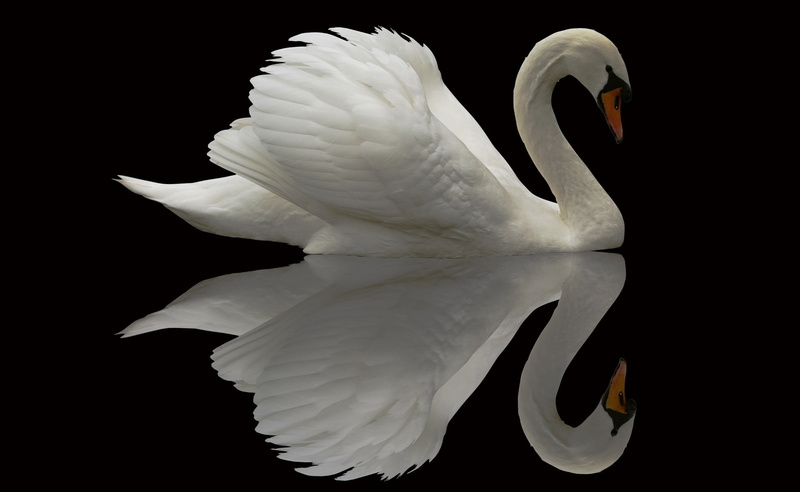 vertebrate, animals in the wild, animal themes, animal neck, Animals, bird, Reflection, black background, 2K, animal, hd, studio shot, nature, flower