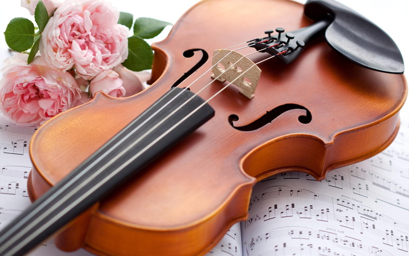 pink rose, for you, love, romantic, pink roses, flowers, pink, violin, with love, roses, music, romnace, 2K
