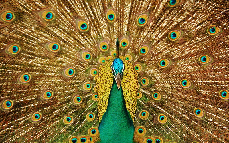 Birds, close, 2K, Tail, Beautiful, Peacock