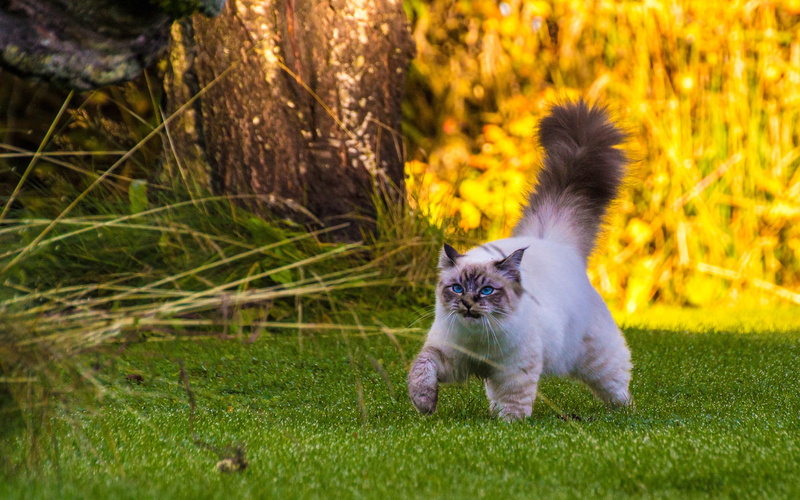 Walking, Cat, Fluffy, Tail, 2K, Grass