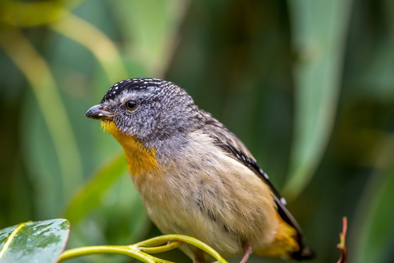 wildlife, close, Tasmania, 4K, outdoors, beaked, photo, branch, beak, nature, spotted, bird, bird Photography, pardalote, brown, black, Bird Watcher, small