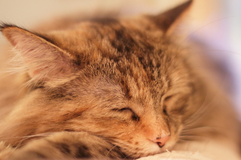 close, tabby, view, sleep, brown, pets, mammal, close up, brown tabby, tabby cat, Canon EOS, feline, cat, Fatigue, kitten, fur, pet, domestic Cat, domestic Animals