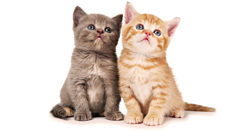 orange, animals, sweet, brown, tabby, animal, kitten, brothers, feline, posing, brother, 1080P, cats