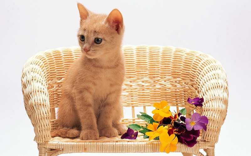 animals, flower, 1080P, cat, feline, orange, chair, kitten, tabby, sweet