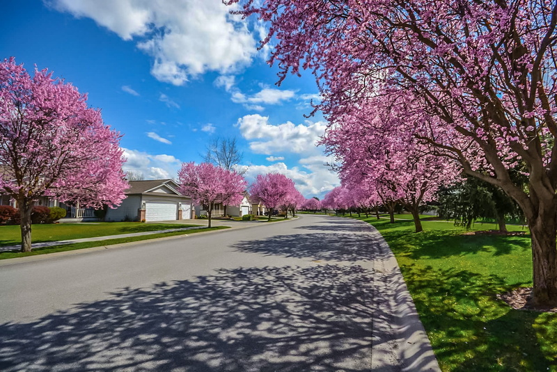 pretty, flower, road, tree, springtime, direction, home, contemporary, growth, residence, transportation, 1080P, residential, property, plant, Subdivision