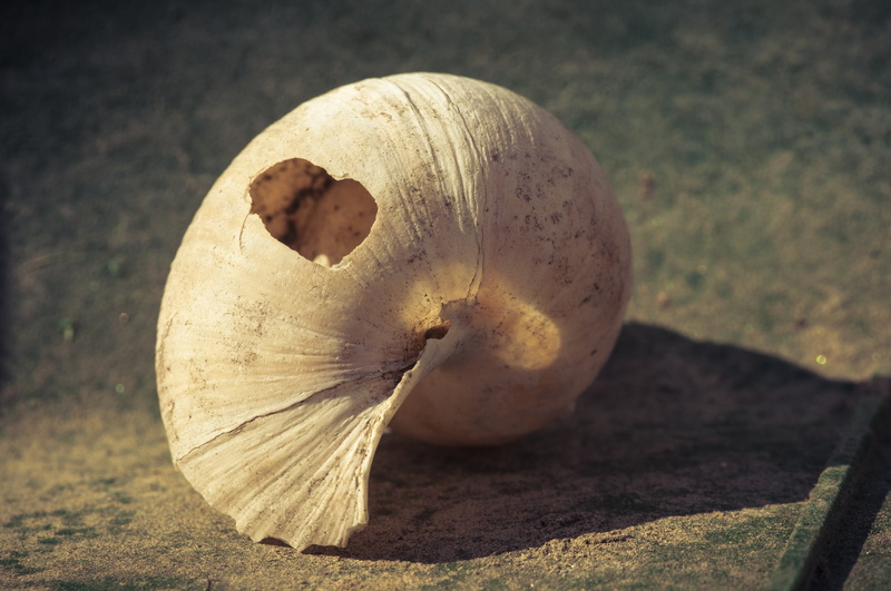 single object, mushroom, fruit, healthy eating, shell, without screw, freshness, reptile, day, white, wood - material, no people, focus on foreground, 4K