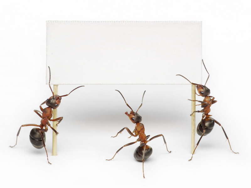 ants, insects, macro, 1080P, without inscription, white background, clean, transparency, from lolita777