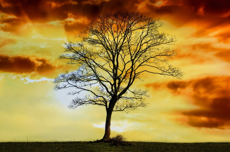 no people, orange color, outdoors, sunset, Silhouette, mystical, bare, sky, sun set, alone, isolated, nature, branch, environment, seasons, sun, scenics - nature