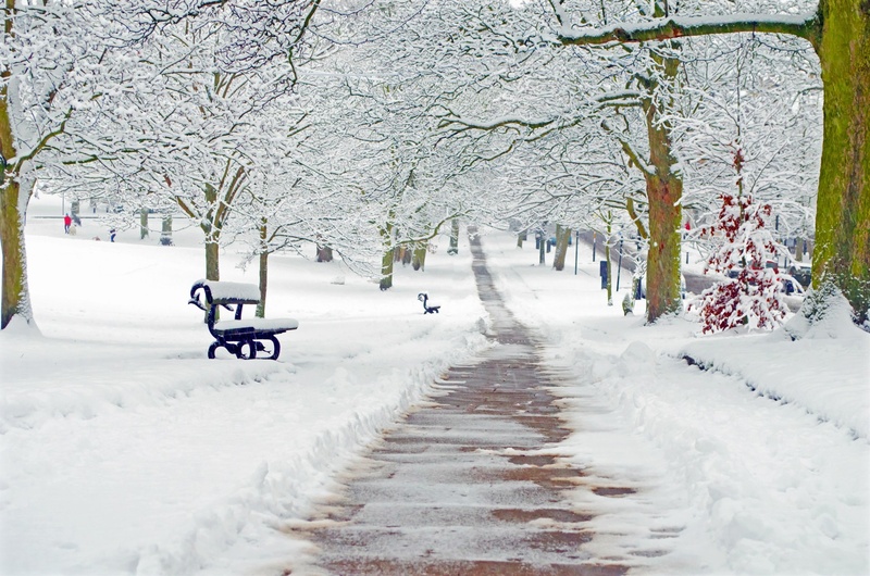 snow, tree, clear, christmas, snowed, covering, covered, 1080P, winter, frost, direction, park, the way forward, beauty in nature, extreme weather, branch