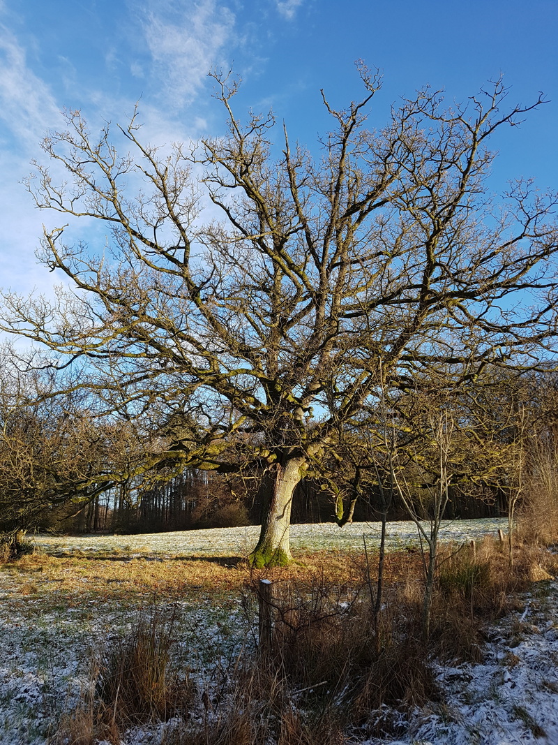 oak, bark, sky, cloud - sky, non-urban scene, woodland, Oak Tree, growth, plant, tranquil scene, Oak, scenics - nature, bare tree, nature, no People, blue
