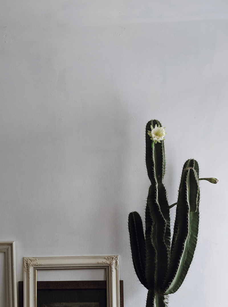 daylight, nature, cactus, beauty in nature, built structure, saguaro cactus, architecture, 2K, succulent plant, room, flower, blossom, succulent, minimal