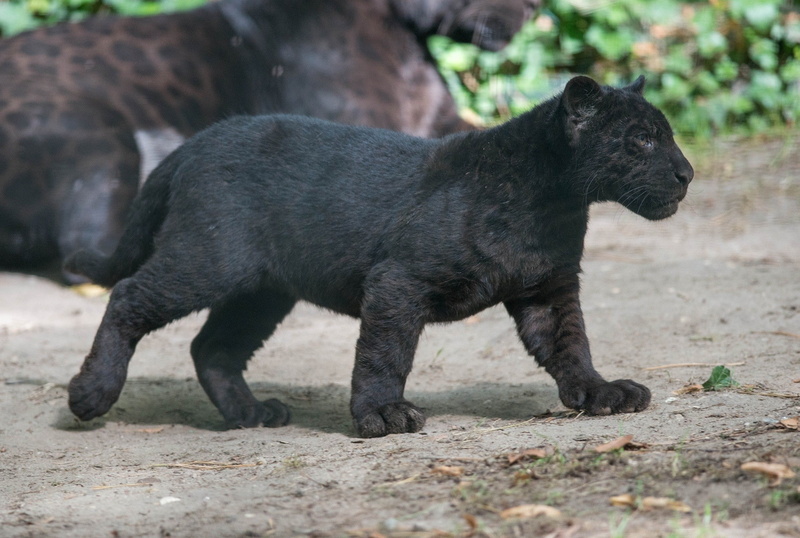 cubs, wildlife, panthers, baby animals, wild cat, 1080P, Black Panther